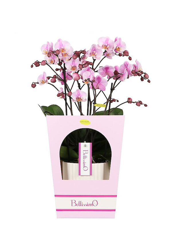 Bellissimo Giftbox